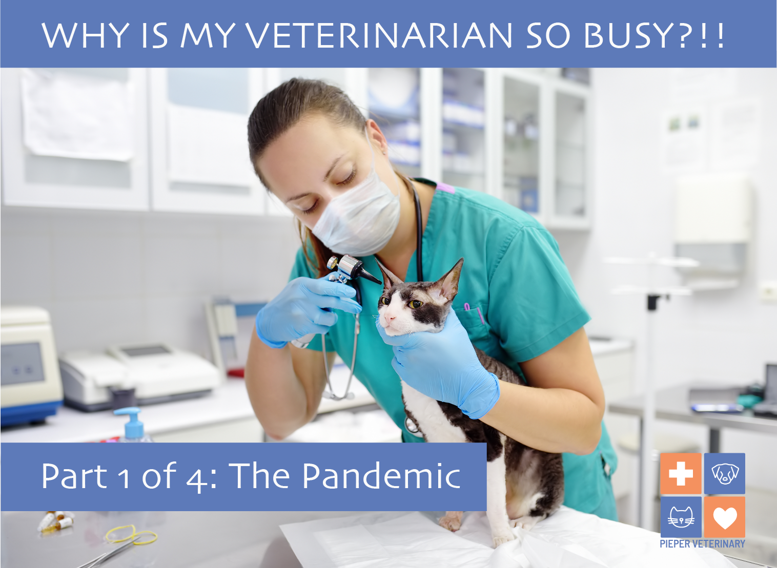 Busy Vet Images 01