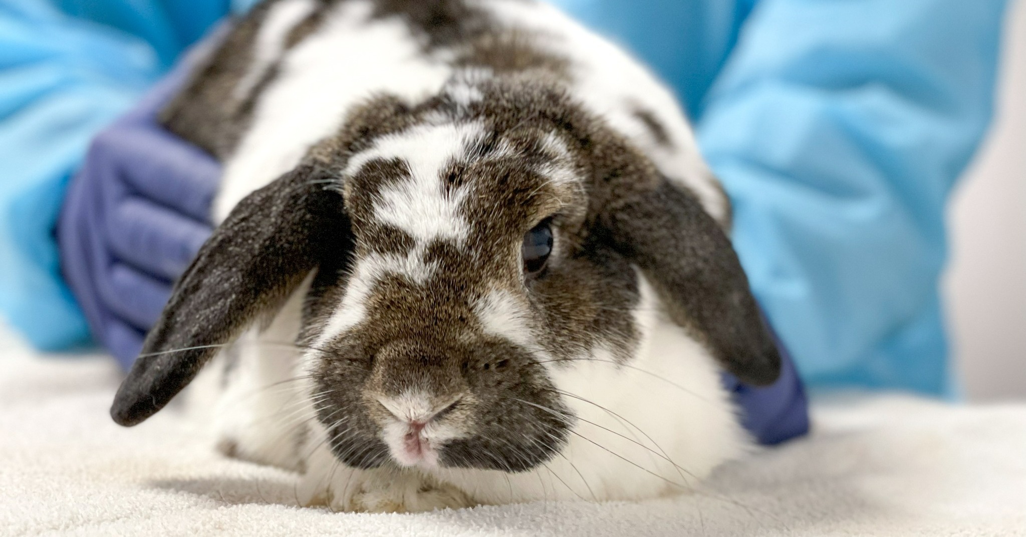 Bunny in veterinary care at Pieper Veterinary 