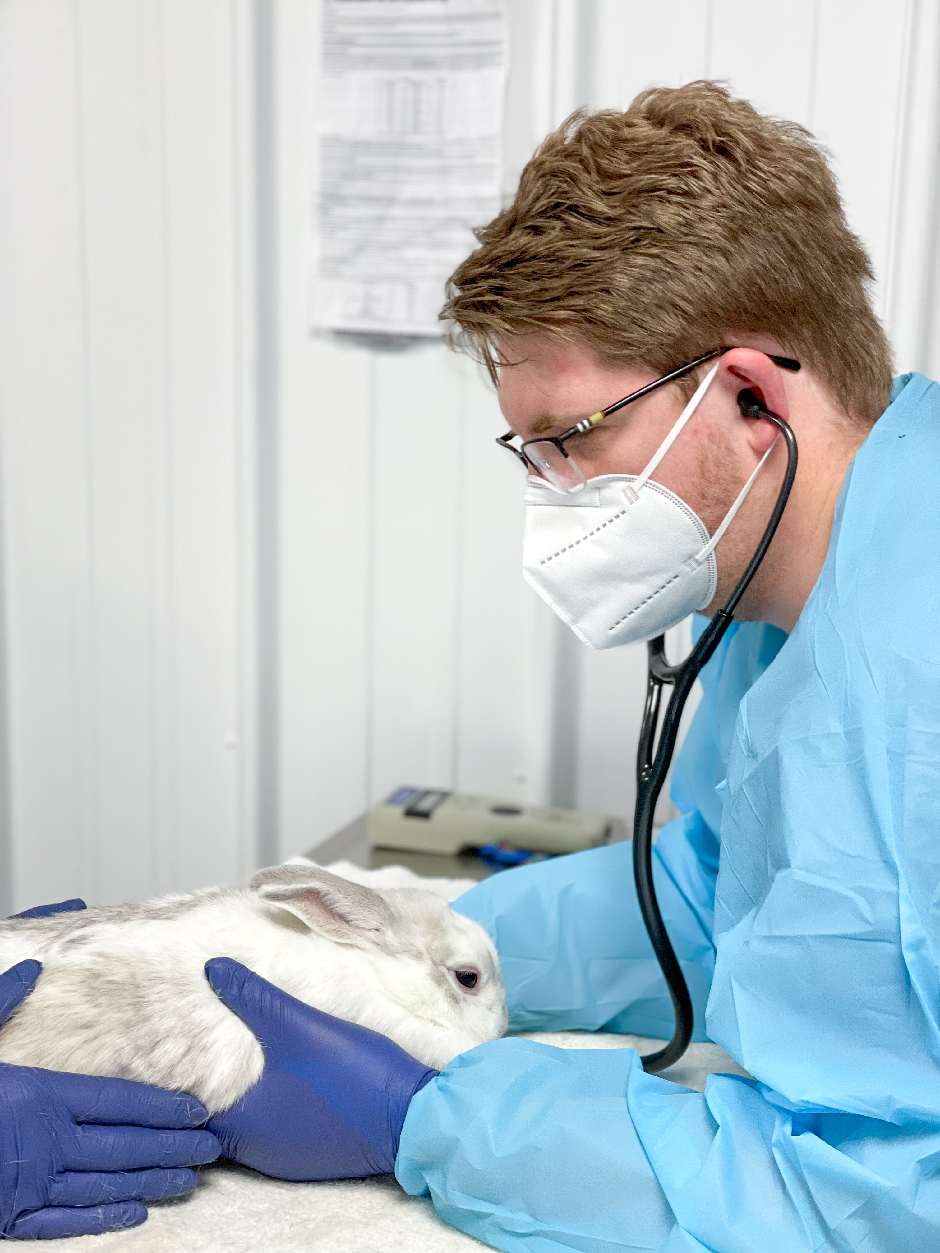 Rabbit veterinarian at Pieper Veterinary