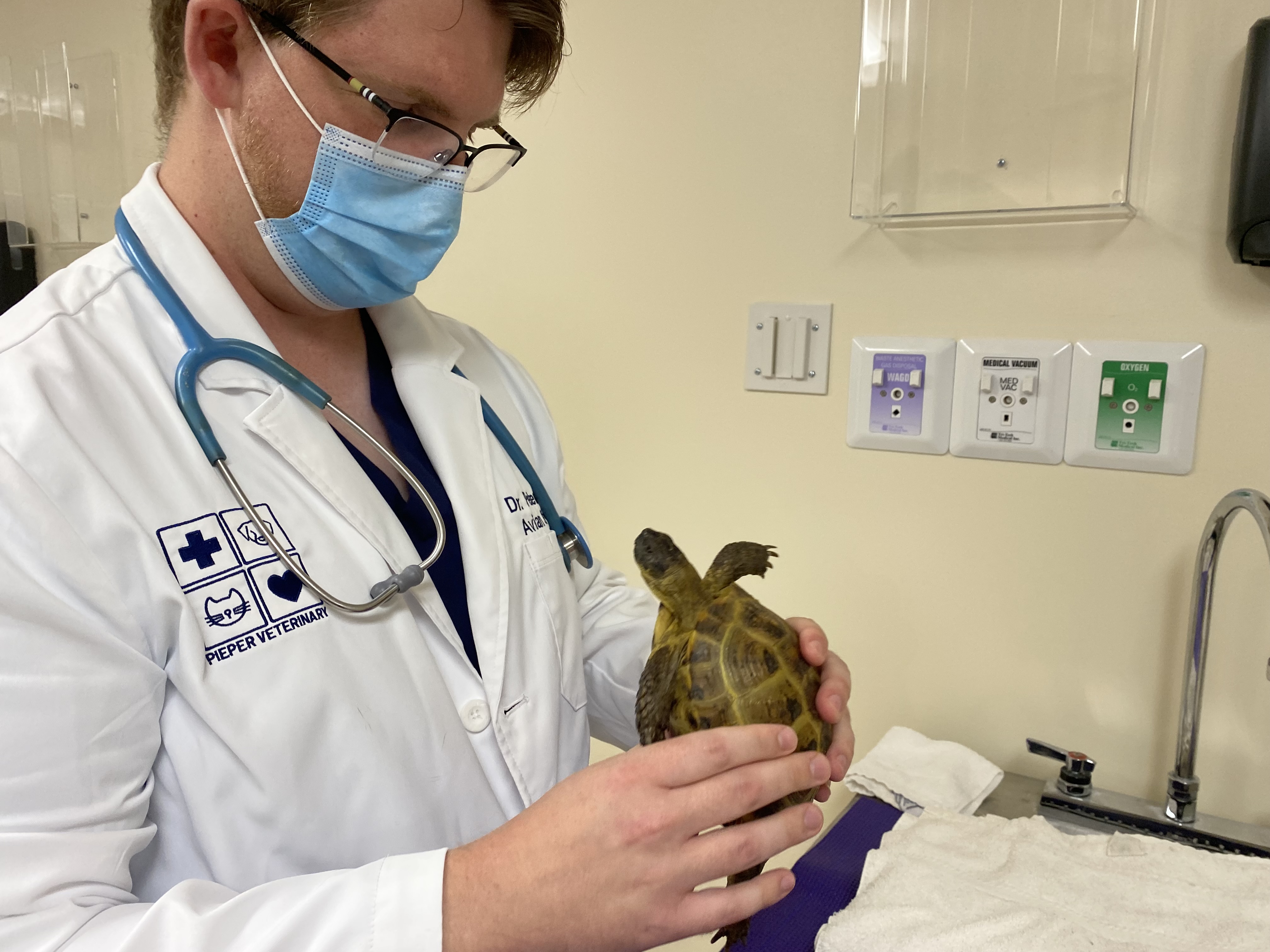 Exotic pet veterinarian with turtle at Pieper Veterinary