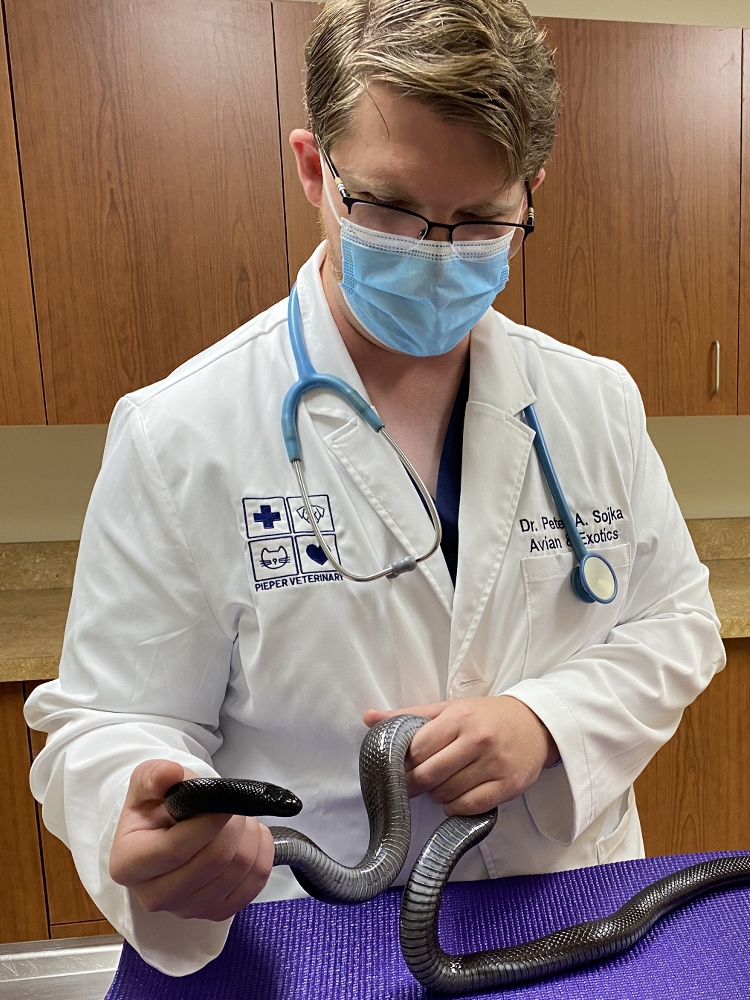 Exotic animal veterinarian with snake at Pieper Veterinary