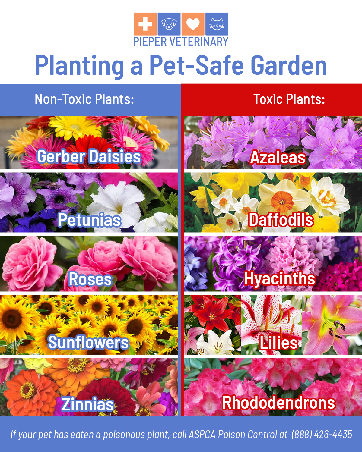 Keep Your Pets Safe By Avoiding Poisonous Flowers
