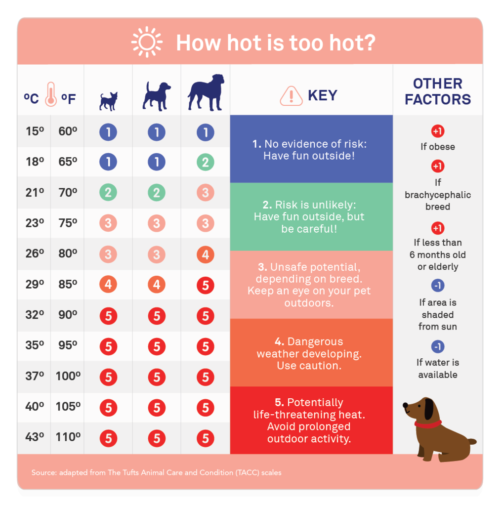 Heatstroke Can Be Deadly Keep Your Pets Safe