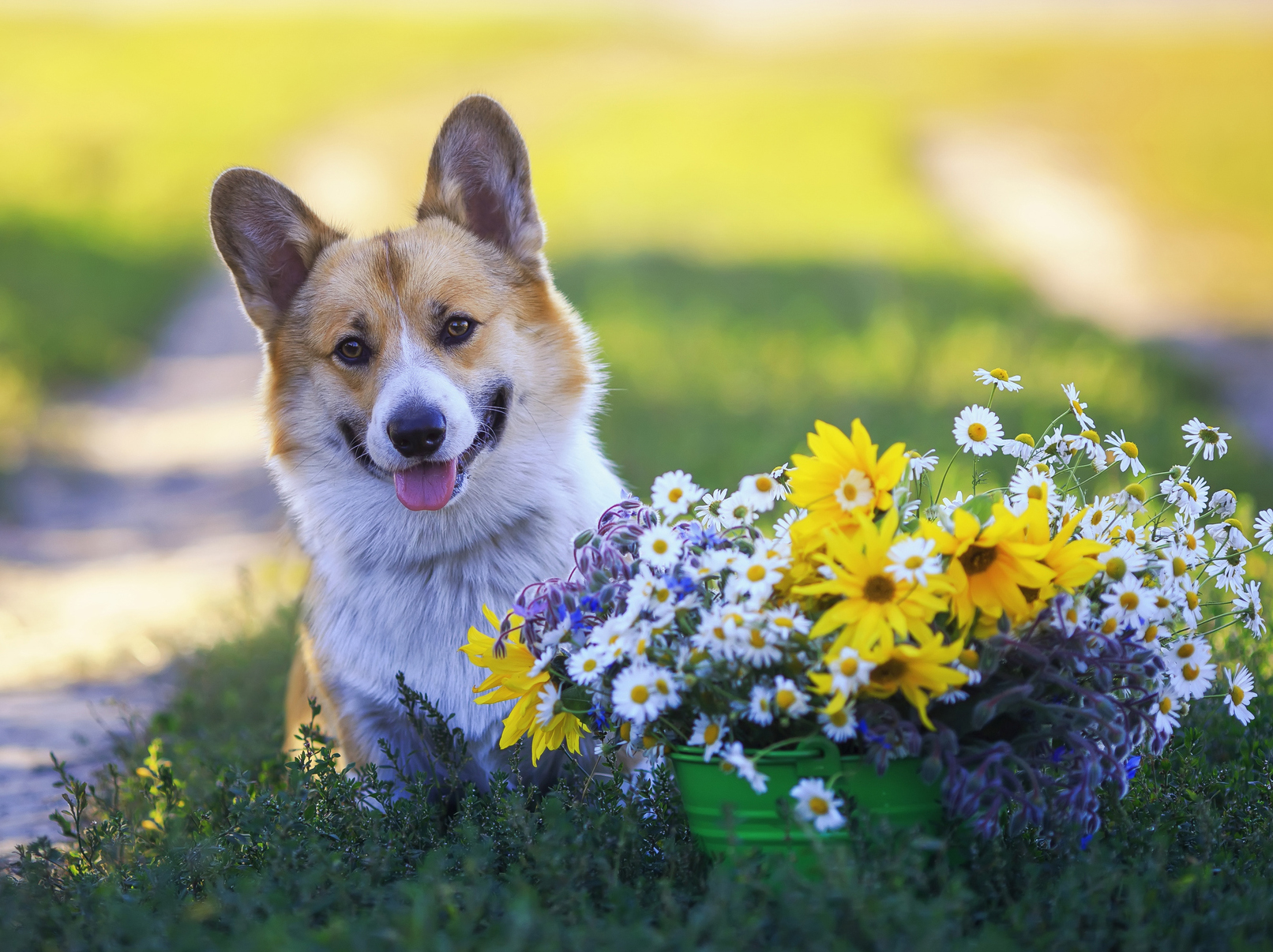 Garden of Pets