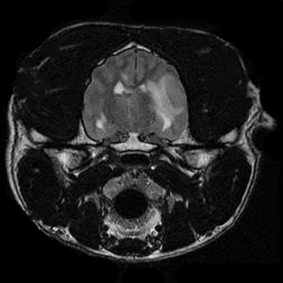 are dog mris safe