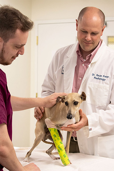 diagnostic imaging services for pets 