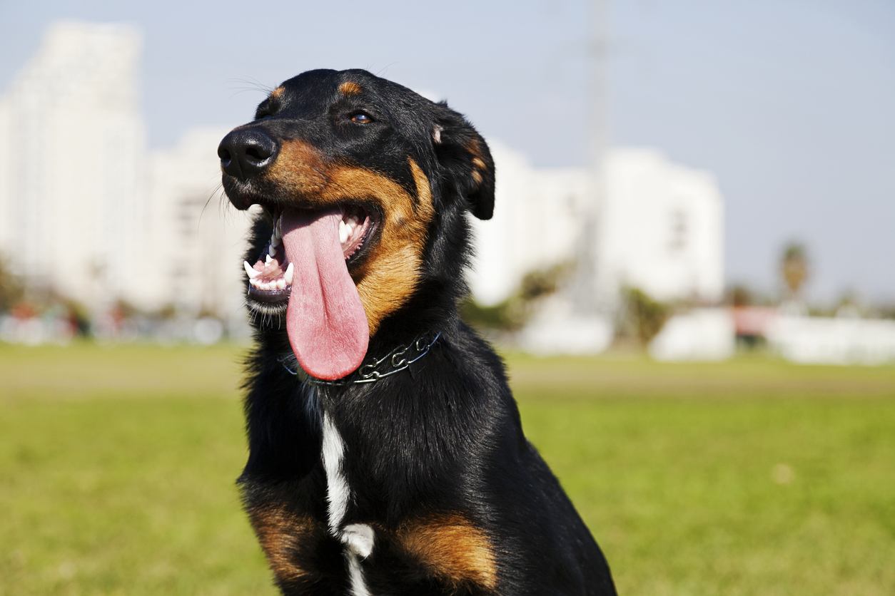Beauceron