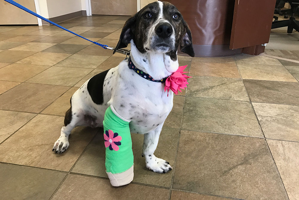 injured dog at a Pieper veterinary urgent care location 
