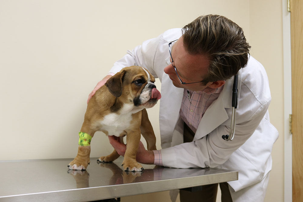 urgent care appointment for dog at Pieper veterinarian