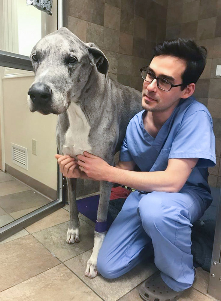 Veterinary neurologist with gray dog at Pieper Veterinary