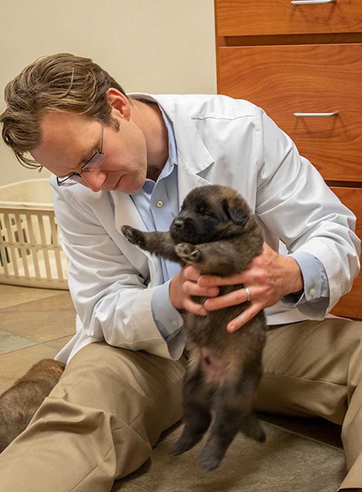 Veterinary neurology patient at Pieper Veterinary 