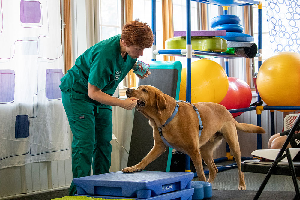 Animal Physical Therapy | Pieper 